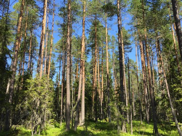 Förvärvstillstånd Fastigheten ligger inom glesbygdsområde enligt jordförvärvslagen, varför förvärvstillstånd krävs, utom för den som är bosatt sedan 12 månader inom det glesbygdsområde där