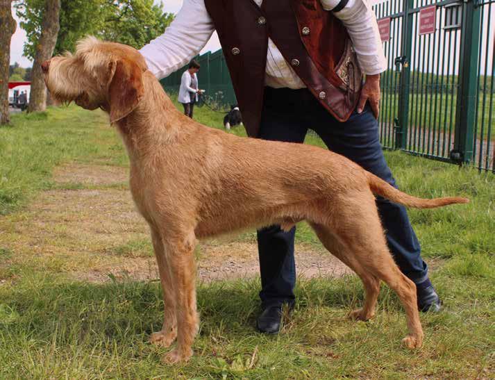 UNGERSK VIZSLA, STRÄVHÅRIG (Drotzörü Magyar Vizsla) Helhetsintryck Robustare än korthåren. Robust, torr, senig hane, fin resning. Sträv päls som kunde vara rikligare, förlorar den rätta överlinjen p.