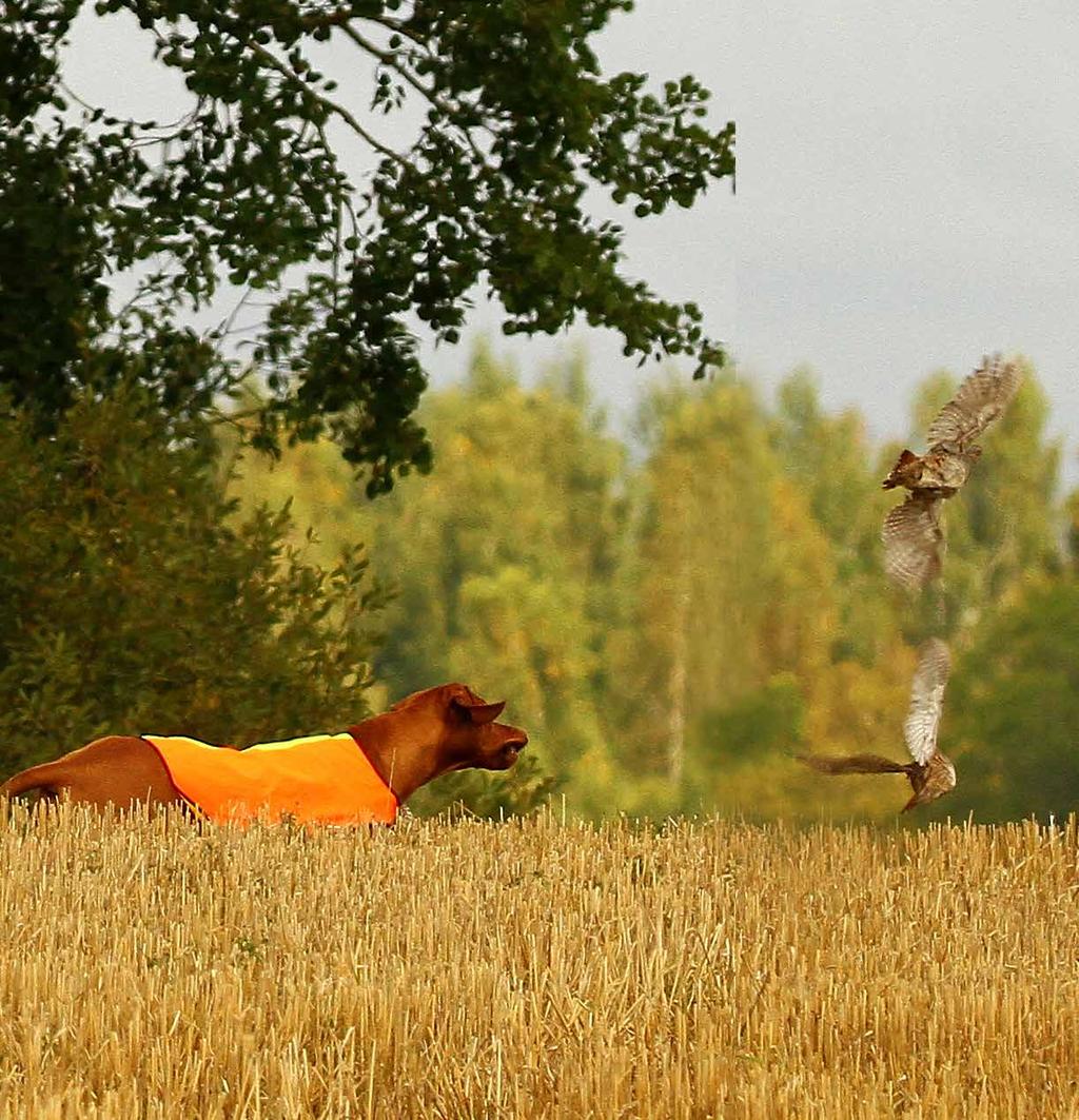 Slutord tänk på; Proportioner lätt rektangulär Observera att vinklarna ska vara goda vilket betyder moderata vinklar Torr och senig konstruktion Ädelhet Överlinjen ska vara rak Färgen semel gelb