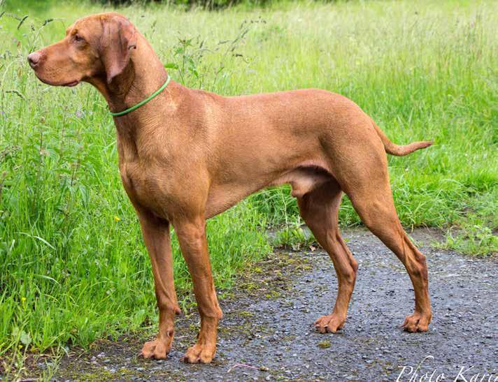 UNGERSK VIZSLA, KORTHÅRIG (Rövidszörü Magyar Vizsla) Bilderna i kompendiet visar på rätt typ, men det finns alltid detaljer som går att diskutera. Försök att se helheten och rastypen.