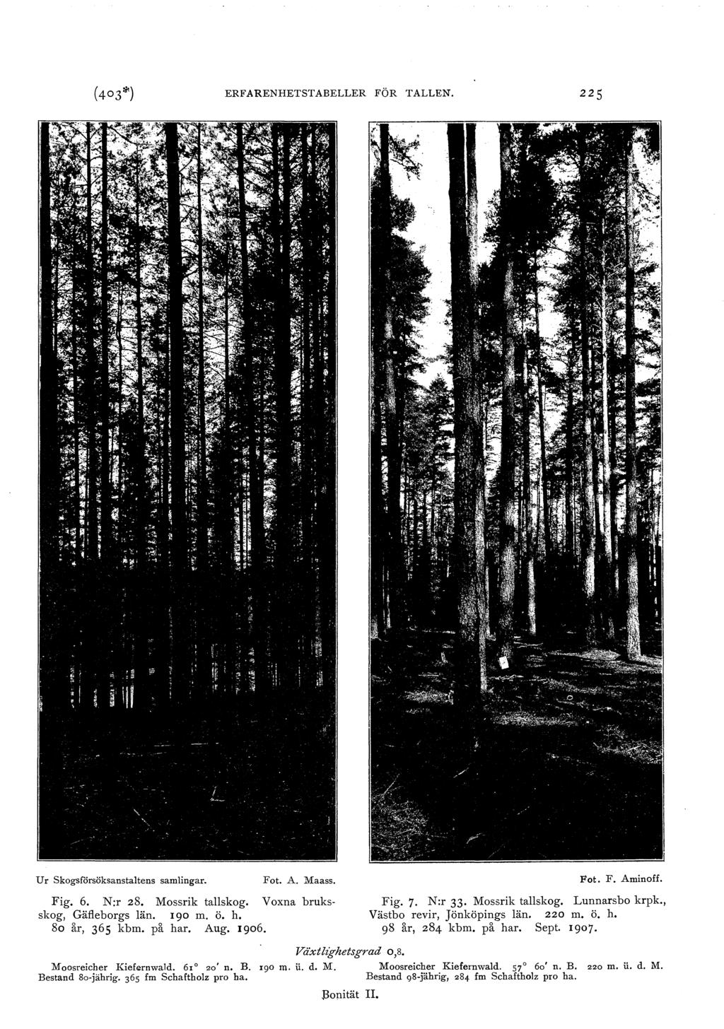 ERFARENHETsTABELLER FÖR TALLEN. 225 U r Skogsförsöksanstatens samingar. Fot. A. Maass. Fig. 6. N:r 28. Massrik taskog. Voxna bruksskog, Gäeborgs än. 190 m. ö. h. 8o år, 365 kbm. på har. Aug. 1906.