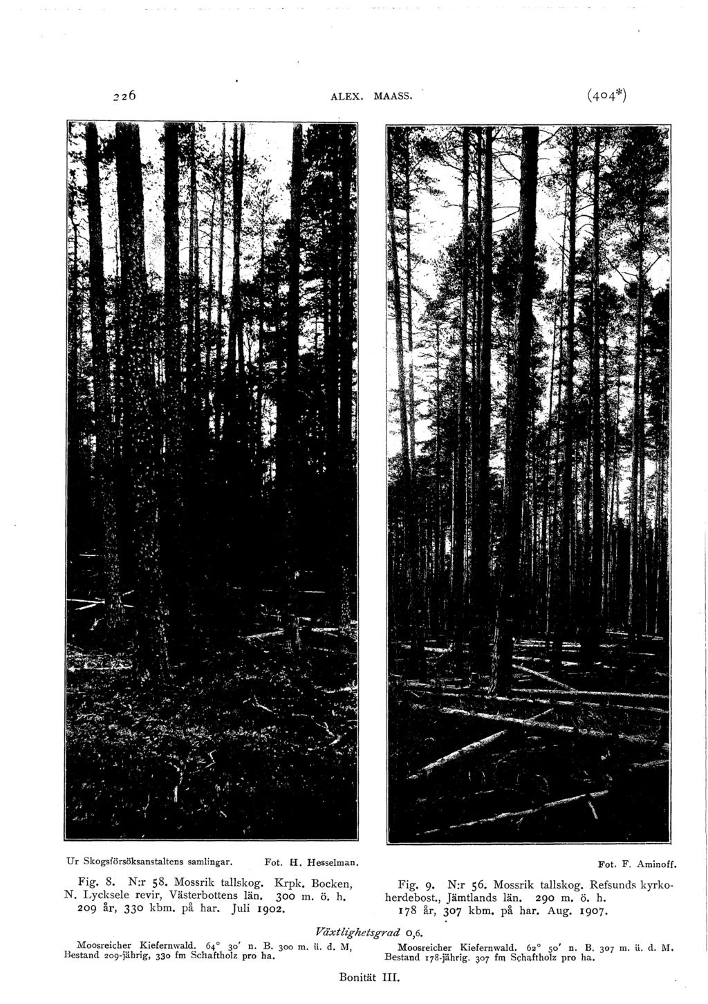 ALEX. MAASS. Ur Skogsförsöksanstatens samingar. Fot. H. Hesseman, Fig. 8. N:r 58. Mossrik taskog. Krpk. Bocken, N. Lycksee revir, Västerbottens än. 300 m. ö. h. 209 år, 330 kbm. på har. Jui 1902.