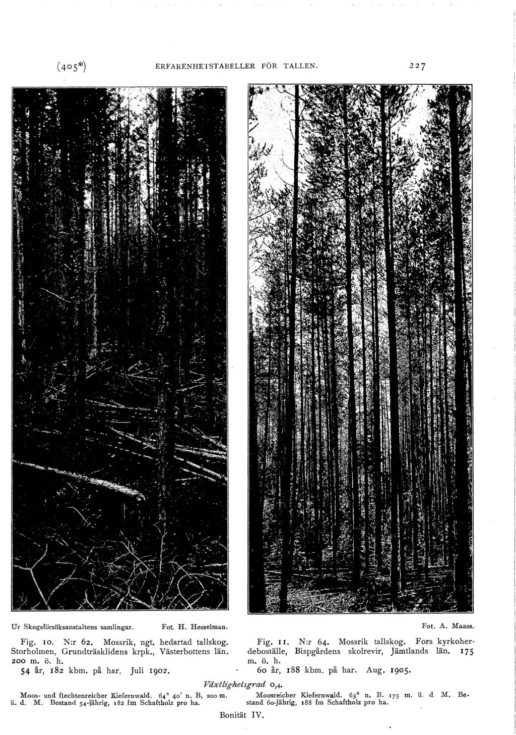 ERFARENHETsTABELLER FÖR TALLEN. Ur skogsförsöksanstatens samingar. Fot. H. Hesseman. Fig. 10. N:r 62. Mossrik, ngt. hedartad taskog. Storhomen, Grundträskidens krpk., Västerbottens än. 200 m. ö. h. 54 år, I 82 kbm.