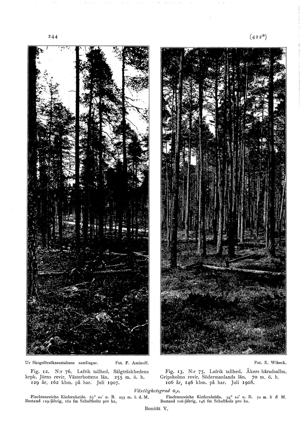 244 Ur skogsförsöksanstatens samingar. Fot. F. Aminoff. Fig. 12. N:r 76. Lafrik tahed. Sägträskhedens krpk. Jörns revir, Västerbottens än. 255 m. ö. h. I 29 år, 162 kbm. på har. Jui 1907. Fot. E.