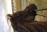 SPEEDY PATRICIA 7 15, M 1,0 AM 160 500 5,br. s.