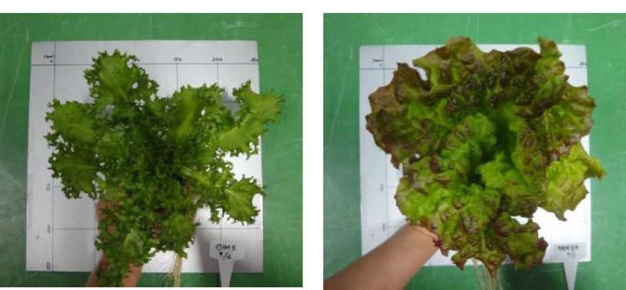 Skörd Skördemetod Du kan nypa av bladen för hand eller klippa av med sax, alternativt tar du ut hela plantan. Efter skörd kan alla delar återanvändas förutom svamparna.