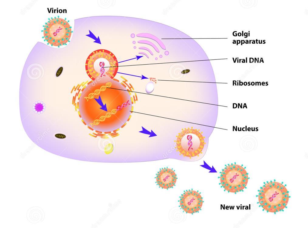 DNA-virus replikation 1. Tar sig in i cellen 2. Replikation och translation 3.