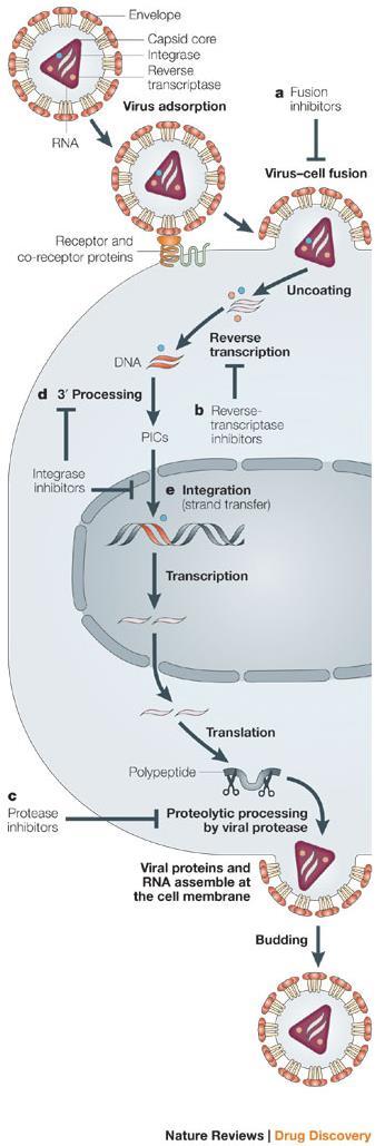 Retrovirus Speciell grupp RNA-virus med enzymet omvänt