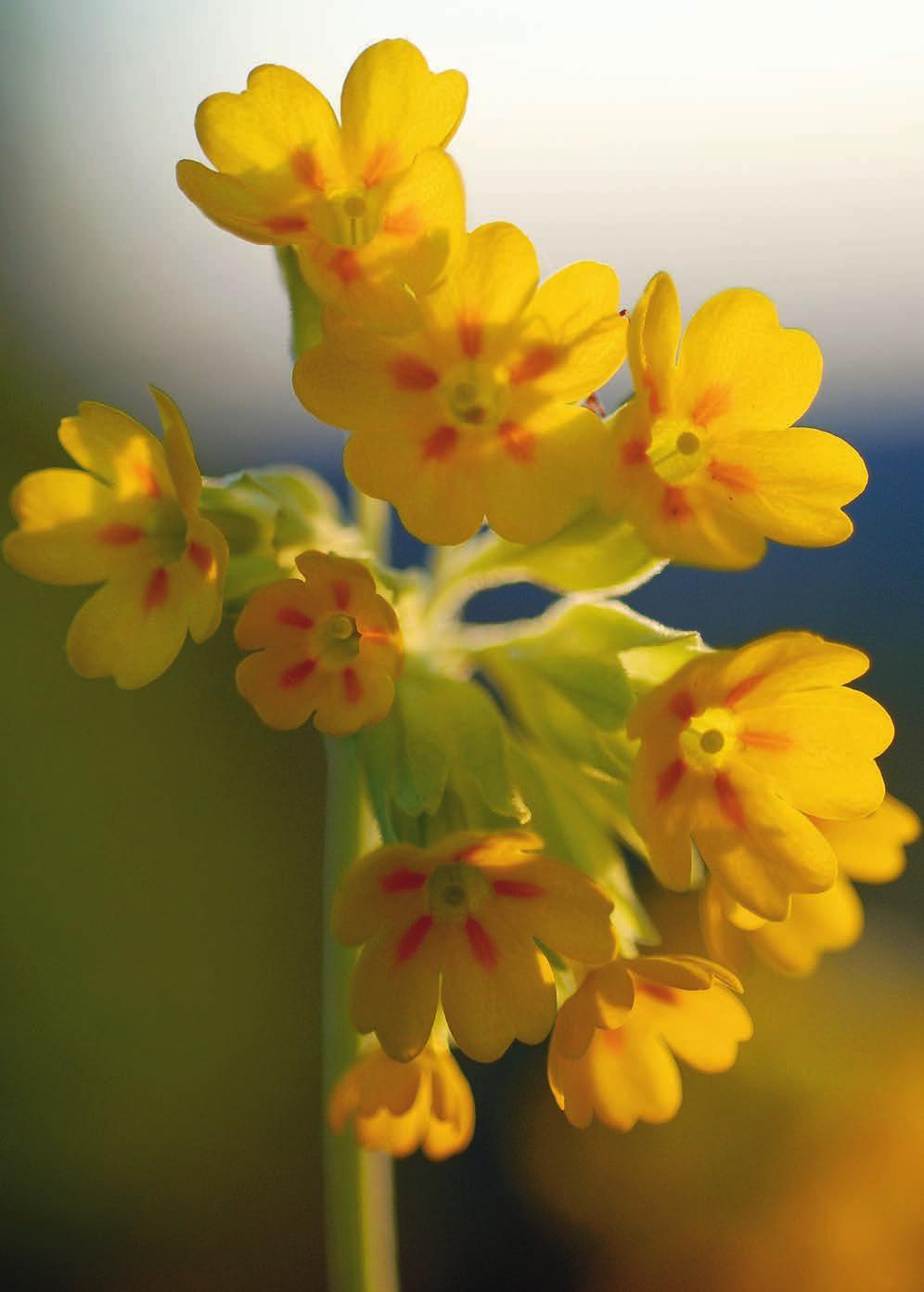 Svensk Botanisk Tidskrift 103(5): 209 272 ISSN 0039-646X, Uppsala 2009 INNEHÅLL 209 Styrelsen har ordet: Delaktighet 210 Johansson, K-A: Nohlmarken Västergötlands