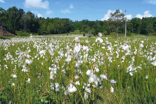 NOHLMARKEN Figur 6. I Nohlmarken finns Västergötlands största förekomst av gräsull. The largest population of Eriophorum latifolium in Västergötland can be found at Nohlmarken.