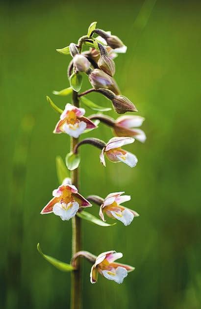 är gräsull Eriophorum latifolium, en ovanlig släkting till de allmännare arterna ängsull och tuvull (E. angustifolium och vaginatum). Gräsull förekommer bara i kalkrika områden.
