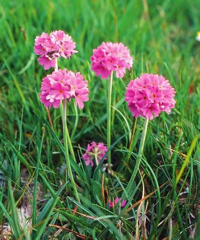 JOHANSSON Skulle vi vandra här någon månad senare skulle vi få njuta av mängder med blommande slåtterblomma Parnassia palustris. Snart viker spången av åt vänster.