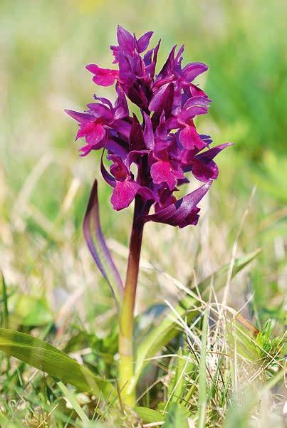 JOHANSSON Veronica beccabunga och rosendunört Epilobium hirsutum, men vi finner också många sällsyntheter som bäckmärke Berula erecta, kåltistel Cirsium oleraceum, luddunört Epilobium parviflorum och