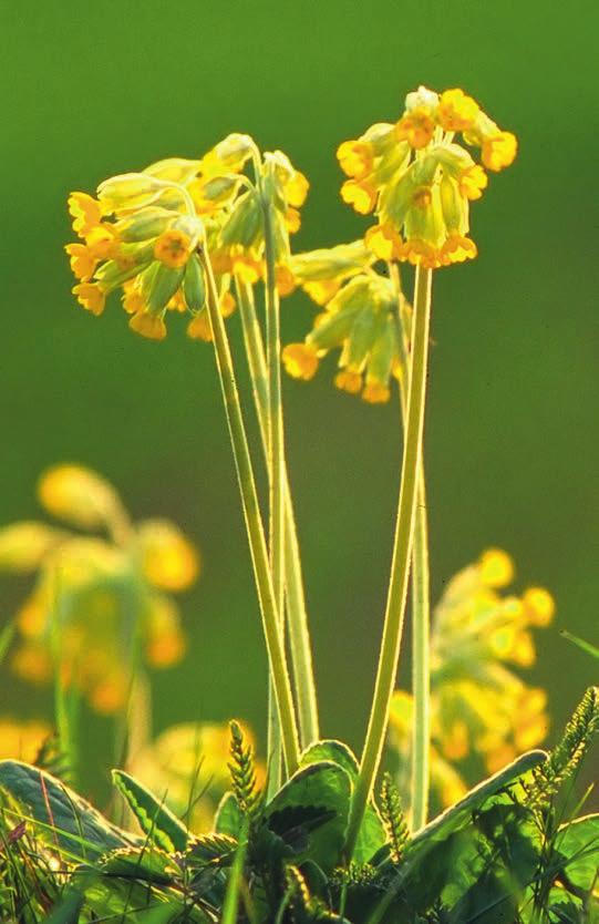 JOHANSSON Figur 14. Gullviva kan ses här och var i de torrare partierna Cowslips Primula veris are common in the drier parts.