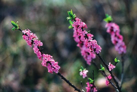 NOHLMARKEN arter kan nämnas bergslok Melica nutans, gullviva (figur 14), lundstarr Carex montana och rosettjungfrulin Polygala amarella.