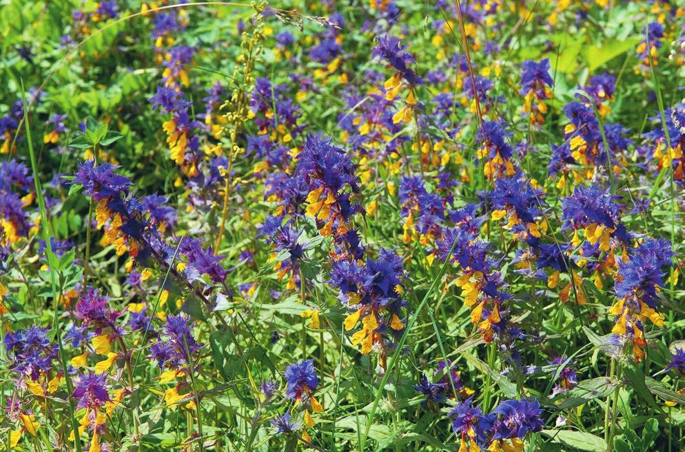 JOHANSSON Figur 16. Natt och dag förekommer allmänt i större delen av Nohlmarken, mest på de torrare partierna. Melampyrum nemorosum is widespread in the drier parts of the Nohlmarken reserve.
