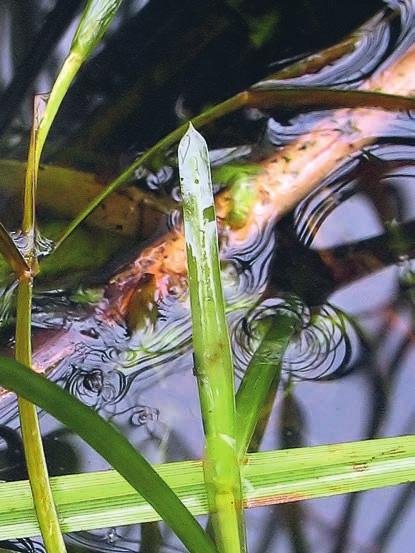 Natar i Halland Potamogeton acutifolius spetsnate (figur 2) Åter funnen som halländsk i anslutning till lokalen där den först noterades av G. R. A.