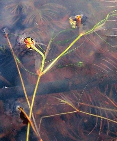 NATAR I HALLAND Figur 3. Den sällsynta spädnaten har på senare år hittats på ett flertal lokaler i Halland. Potamogeton pusillus (syn. P. panormitanus) has recently been found at several localities in Halland.