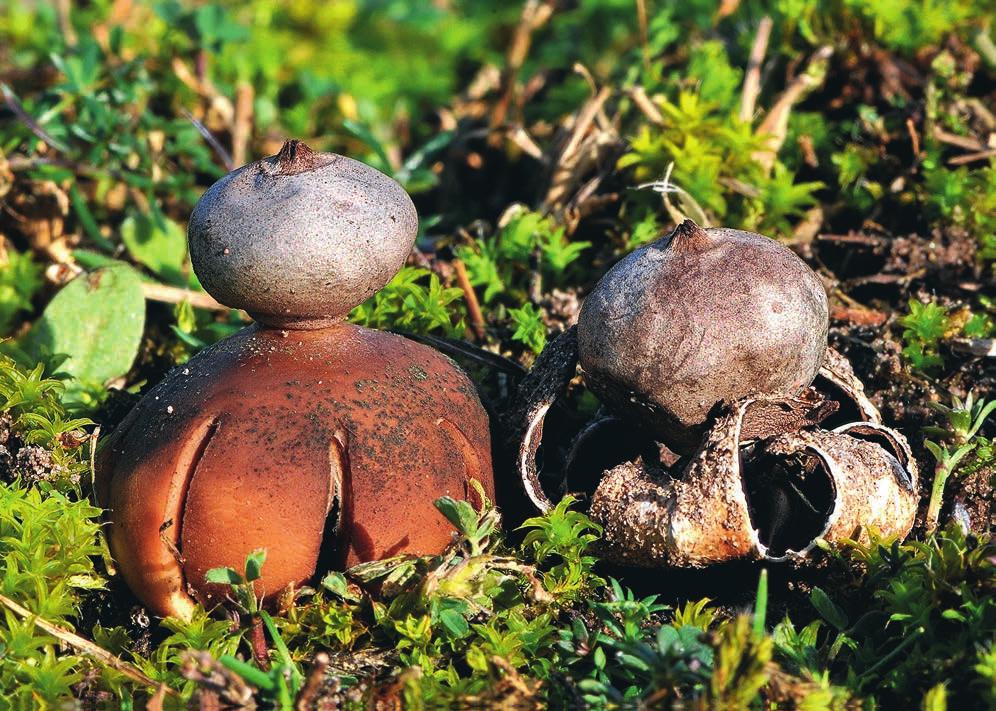 ANDERSSON Figur 2. Stäppjordstjärna Geastrum pseudolimbatum. Fransat peristom som är välavgränsat. Arten är subhygroskopisk. Ett färskt och ett fjolårsexemplar. Sandby s:n, Öland, 21 oktober 2008.