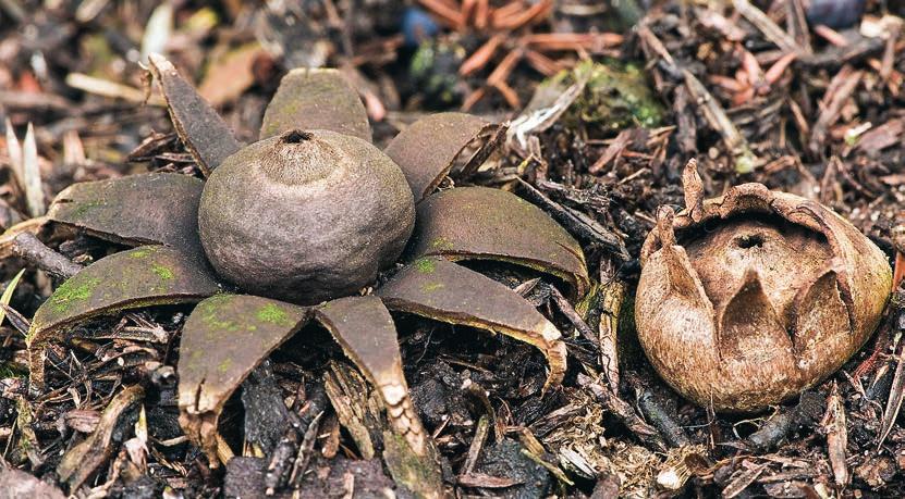 JORDSTJÄRNOR Rulljordstjärna Geastrum corollinum Rulljordstjärna är en liten till medelstor art som mäter 2 4 cm mellan flikarnas spetsar.