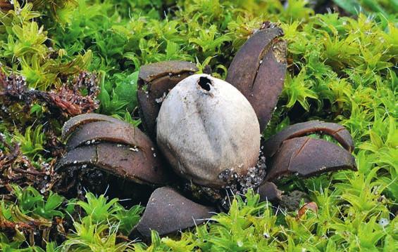 ANDERSSON Figur 4. Blomjordstjärna Geastrum floriforme. Fransat peristom som inte alls är avsatt, exoperidet bildar en skål på den utslagna svampen. Som synes är arten tydligt hygroskopisk.