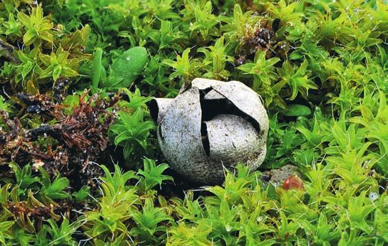 Den är funnen i Skåne, Halland, Västergötland, Jämtland (lokalen förstörd) och på Öland och Gotland. Liksom stäppjordstjärna är blomjordstjärna kvävegynnad.
