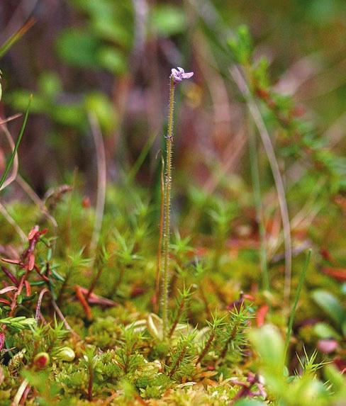 JÄMTLAND Figur 2. Dvärgtätört Pinguicula villosa är en av vår floras allra minsta. Den svårupptäckta blomman döljer sig i tuvor av rostvitmossa Sphagnum fuscum. Foto: Margareta Edqvist, 3 juli 2009.