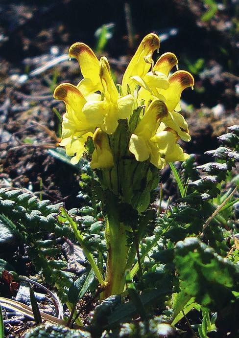 SVENSSON Figur 3. Gullspiran Pedicularis oederi blommade vackert vid Ansättens topp. Foto: Bengt Carlsson, 4 juli 2009.