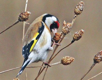 NOHLMARKEN Figur 3. Steglitsen ses ofta proviantera på kärrtistlar och andra korgblommiga växter i Nohlmarken under hösten. Foto: Kent-Ove Hvass. The Goldfinch is often seen in the autumn thistles.