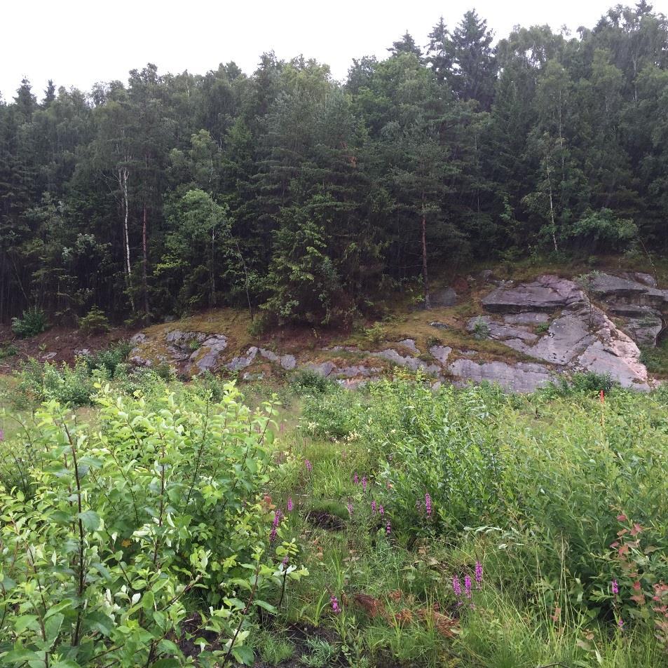 BILAGA B Bergfoton Foto 1. Översiktsfoto 1 - Norra delen av bergslänten.