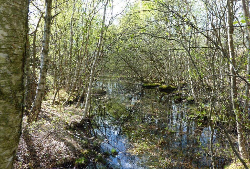 SANDSTRÖM Foto 12. Vattensjuk mark mellan bergsryggarna. Foto 13. Överhäng på den södra sidan.