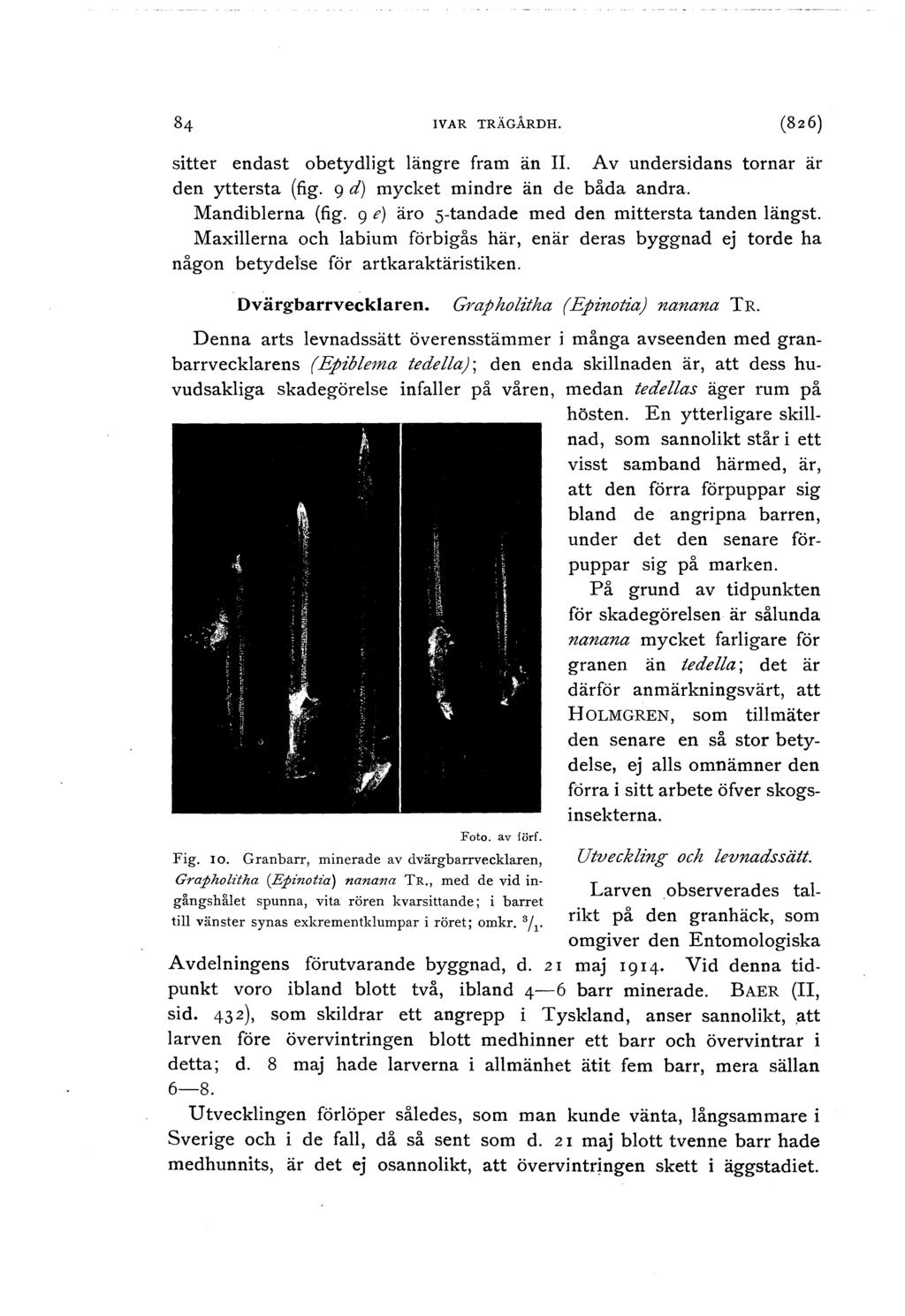 IVAR TRÄGÅRDH. (8z6) sitter endast obetydligt längre fram än Il. Av undersidans tornar är den yttersta (fig. 9 d) mycket mindre än de båda andra. Mandiblerna (fig.