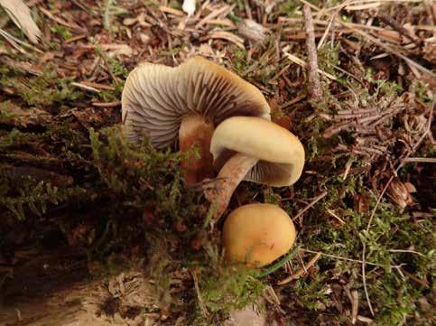 Peniophora quercina på ek. På rådjursspillning fann vi skålsvampen Ascobolus sacchariferus.