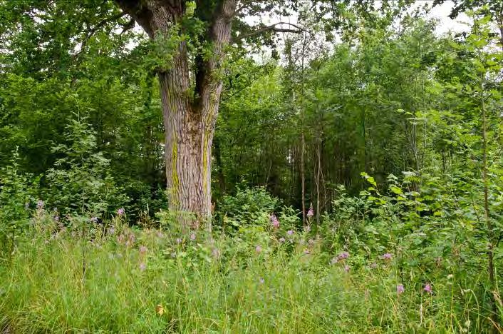 Växjö travbana 1. 1 Beskrivning: Område med värdefulla hassel- ekskog med bland annat några jätteträd. Hygges och skogsvegetation. Naturvärde: 7 Datum: 2012-07-30 Biotop: Lövskog.