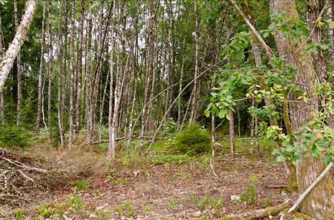 Växjö travbana 1. 2 Beskrivning: Varierad blandskog, från öppen mark med hyggeskaraktär till lövskog. Troligen ett rikt insektsliv, närmast huset finns ängsvegetation. Fina stenmurar.