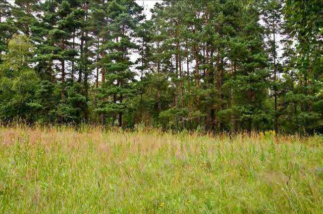 Dominerande arter i fältvegetation: Övriga arter i fältvegetationen: Kruståtel, liljekonvalj, åkervädd, blåbär, ängsmark med ärenpris, fyrkantig johannesört, gråfibbla, harklöver, gullklöver,