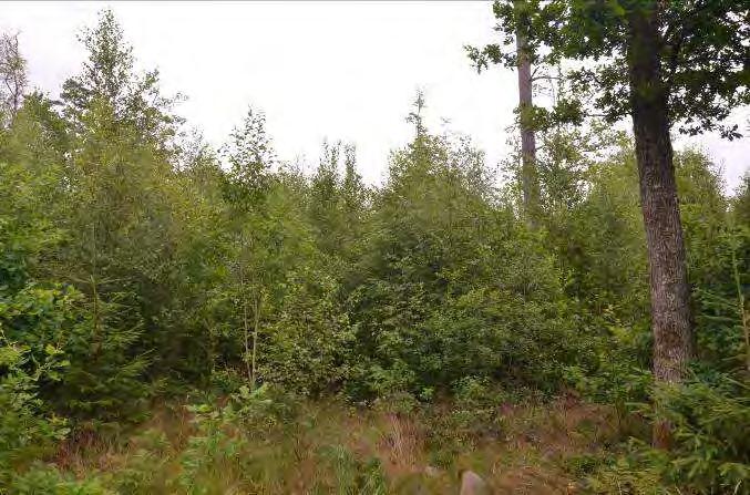 Växjö travbana 1. 4 Beskrivning: Ung lövskog med hygges- och skogsvegetation. Partier med gles tallskog förekommer. Naturvärde: 5 Datum: 2012-07-30 Biotop: Ung lövskog.