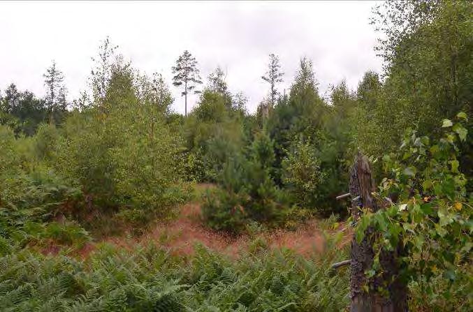 Dominerande arter i fältvegetation: Kruståtel och örnbräken. Övriga arter i fältvegetationen: Blåbär, vitsippa, ängskovall, gökärt, ekorrbär, vårfryle och liten blåklocka.