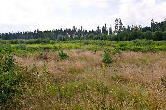 Växjö travbana 2. 1 Beskrivning: Växjö travbana, varierat från tät lövslyskog till torr sandig ängsmark. Naturvärde: 6 Datum: 2012-08-03 Biotop:.