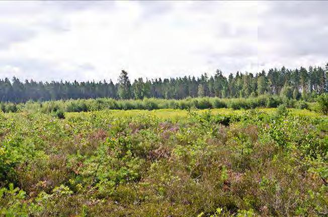 Men även rosenoxbär, viden och en. Dominerande arter i fältvegetation: Ljung och kanadensiskt gullris.
