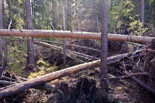 Växjö travbana 2. 2 Beskrivning: Äldre flerskiktad och talldominerad skog. Fin rekreationsskog med hög biologisk mångfald.