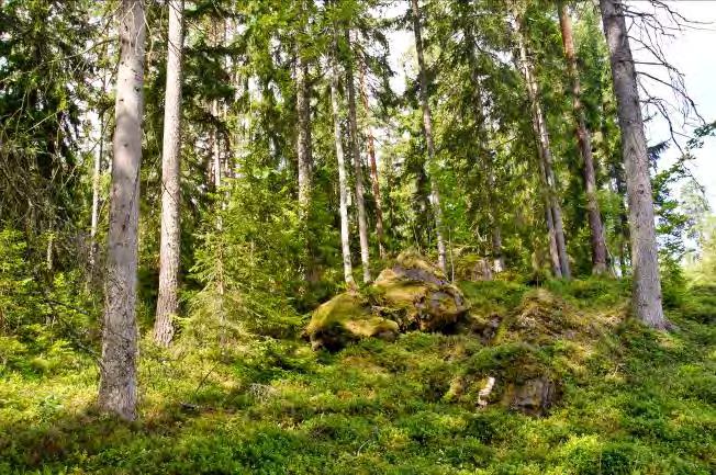 Maximal omkrets på träd: 192 cm gran. Död ved: Granlåga 10, torrträd av gran och tallåga 10.
