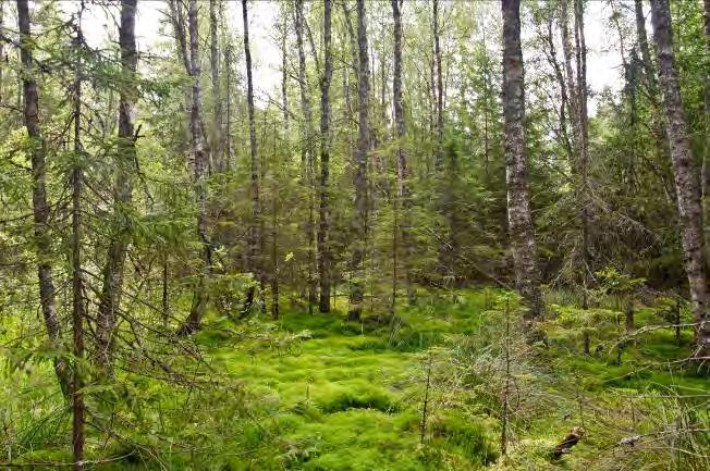 Övriga arter i fältvegetationen: Blåbär, hundstarr, veketåg, revlummer, skogsstjärna och mannagräs.