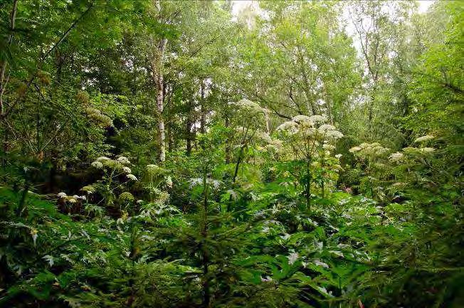 Växjö travbana 2. 4 Beskrivning: Lövdominerad skog med mycket sälg och björk. Frodig örtvegetation. Även sumpskogspartier förekommer. Naturvärde: 7 Datum: 2012-07-30 Biotop: Blandskog.