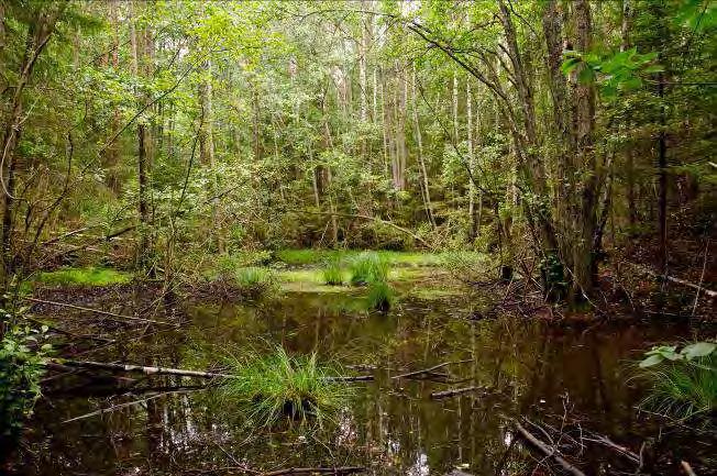 Dominerande arter i fältvegetation: Övriga arter i fältvegetationen: Majbräken, flenört, teveronika, smultron, jättebjörnloka, brännässla, nejlikrot, träjon, besksöta, stinksyska och videört.