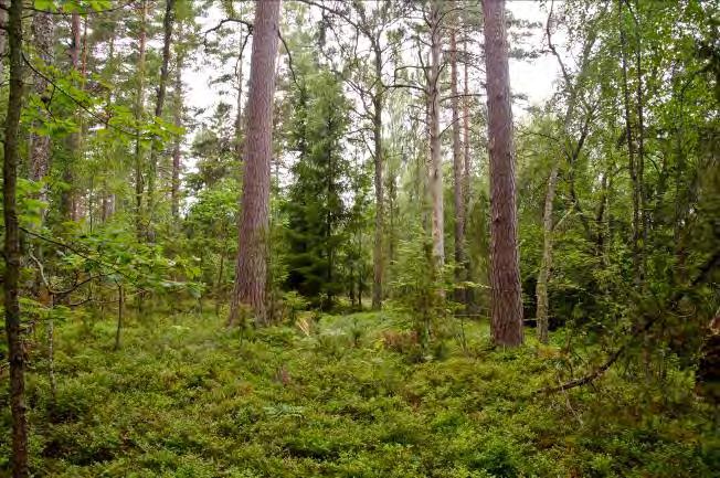 Död ved: Enstaka björklågor, torrträd av tall och Buskskikt: Brakved. Dominerande arter i fältvegetation: Blåbär.