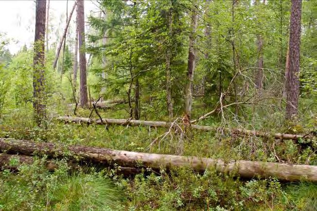 Växjö travbana 2. 7 Beskrivning: Tallmosse med ganska likåldriga träd. Naturvärde: 7 Datum: 2012-07-20 Biotop: Tallmosse. Dominerande trädslag: Tall. Övriga trädslag: Gran, björk och al.