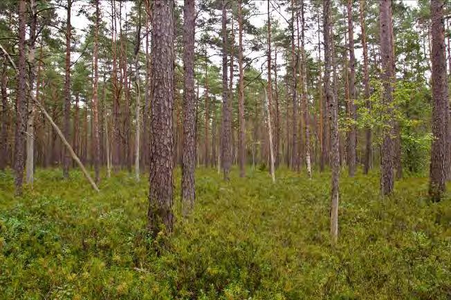 Övriga arter i fältvegetationen: Stjärnstarr, knapptåg, sjöfräken, lingon, tvull, vattenklöver, hundstarr, blåbär, odon, tranbär, skvattram, missne, rundsileshår och rosling.