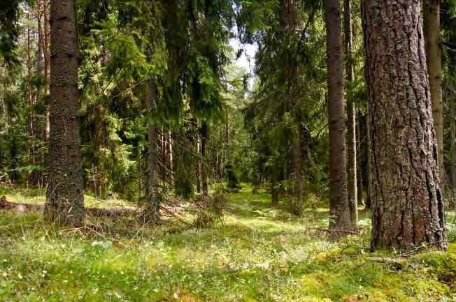 Växjö travbana 2. 8 Beskrivning: Karlsudd. Äldre granskog på åsformation. Ej så grova träd som delområde 6. Naturvärde: 6 Datum: 2012-07-30 Biotop: Barrskog.