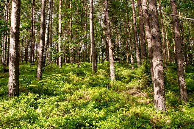 Buskskikt: Sparsamt med lövsly. Dominerande arter i fältvegetation: Blåbär. Övriga arter i fältvegetationen: Ängskovall, örnbräken och kruståtel.